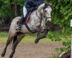 jumper Annagh's Boy (Connemara Pony, 2011)
