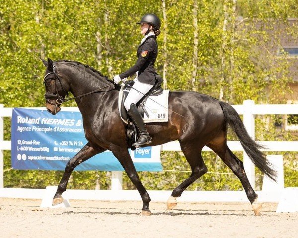 dressage horse Dream Dancer 90 (German Sport Horse, 2018, from Decurio 3)