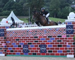 jumper Easy Boy de Laubry Z (Zangersheide riding horse, 2014, from Elvis Ter Putte)