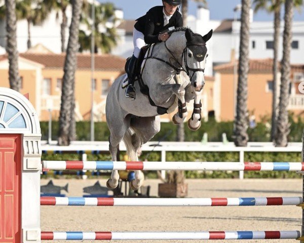 Cavallo da salto Emoraldi-Terma Z (Zangersheide Reitpferd, 2019, di Emerald van 't Ruytershof)