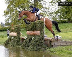 jumper Trust Pommex Z (Zangersheide riding horse, 2015, from Telstar de la Pomme)