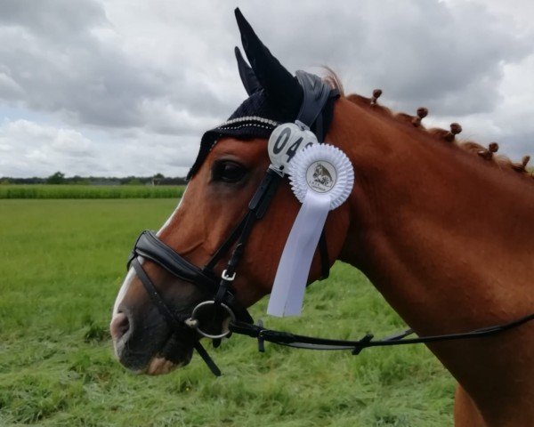 dressage horse It´s Cool Man (German Riding Pony, 2007, from Ituango xx)