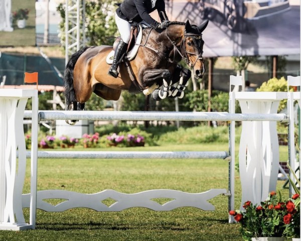 jumper Fame (KWPN (Royal Dutch Sporthorse), 2010, from VDL Harley)