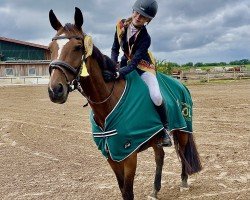 jumper Heloiza ZK (Polish Warmblood, 2015)