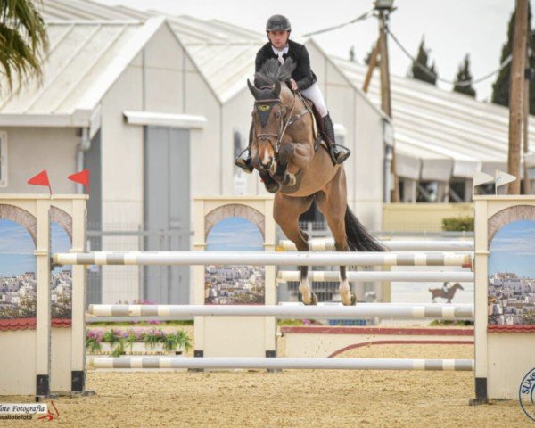 jumper Luna Leva (KWPN (Royal Dutch Sporthorse), 2016, from Grandorado TN)
