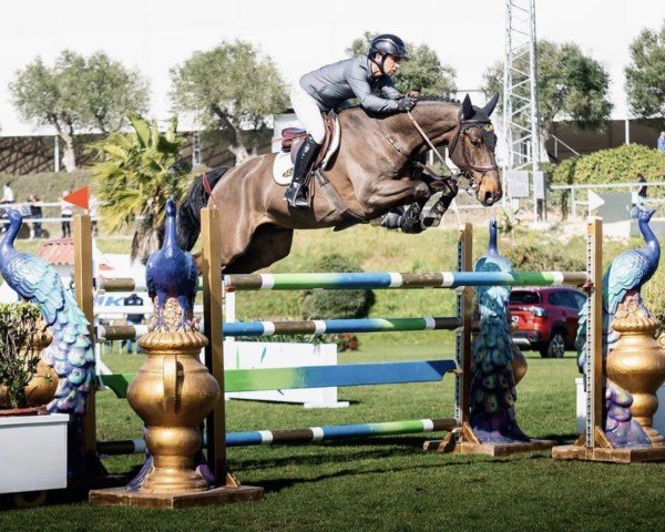 Springpferd Cherrydan S (Deutsches Sportpferd, 2015, von Chetlag)