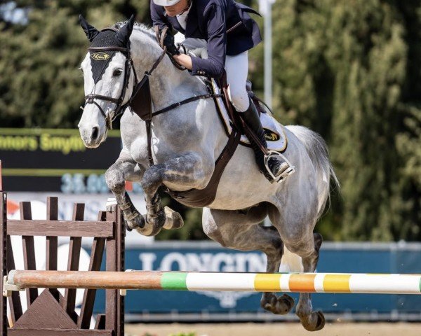 Jumper Improver (KWPN (Dutch Warmblood), 2013, from Dakar VDL)