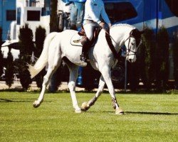 jumper Harthill Blue Moon (anglo european sporthorse, 2016, from Mr Blue)