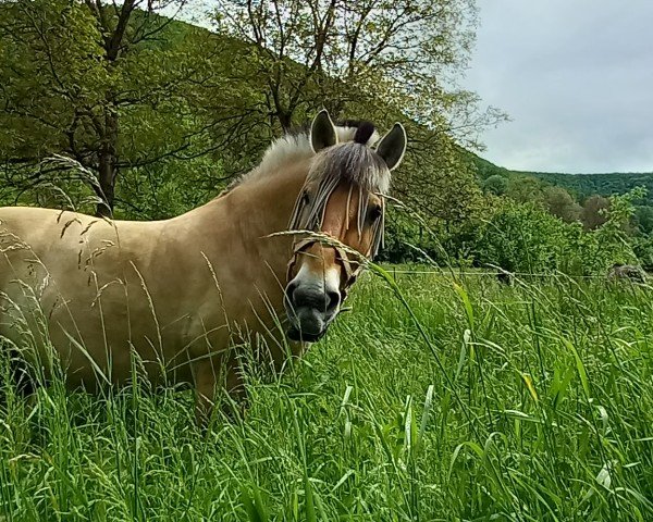 horse Timo (Fjord Horse, 2008, from Plon)