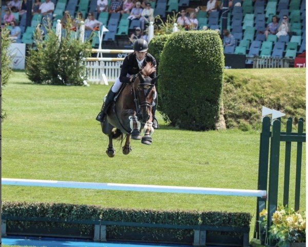 jumper Calacas D Aubigny (Selle Français, 2012, from Jarnac)