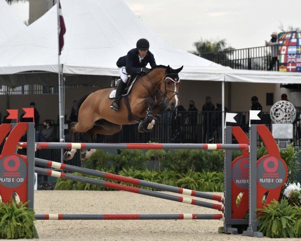 jumper Ayamonte BG Z (Zangersheide riding horse, 2009, from Air Jordan Z 2)