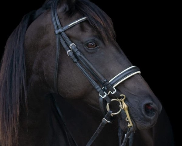 horse Black Velvet (Trakehner, 1998, from Kostolany)