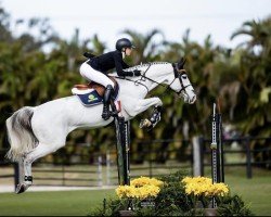 jumper Incredible Bleu (KWPN (Royal Dutch Sporthorse), 2013, from Zirocco Blue)