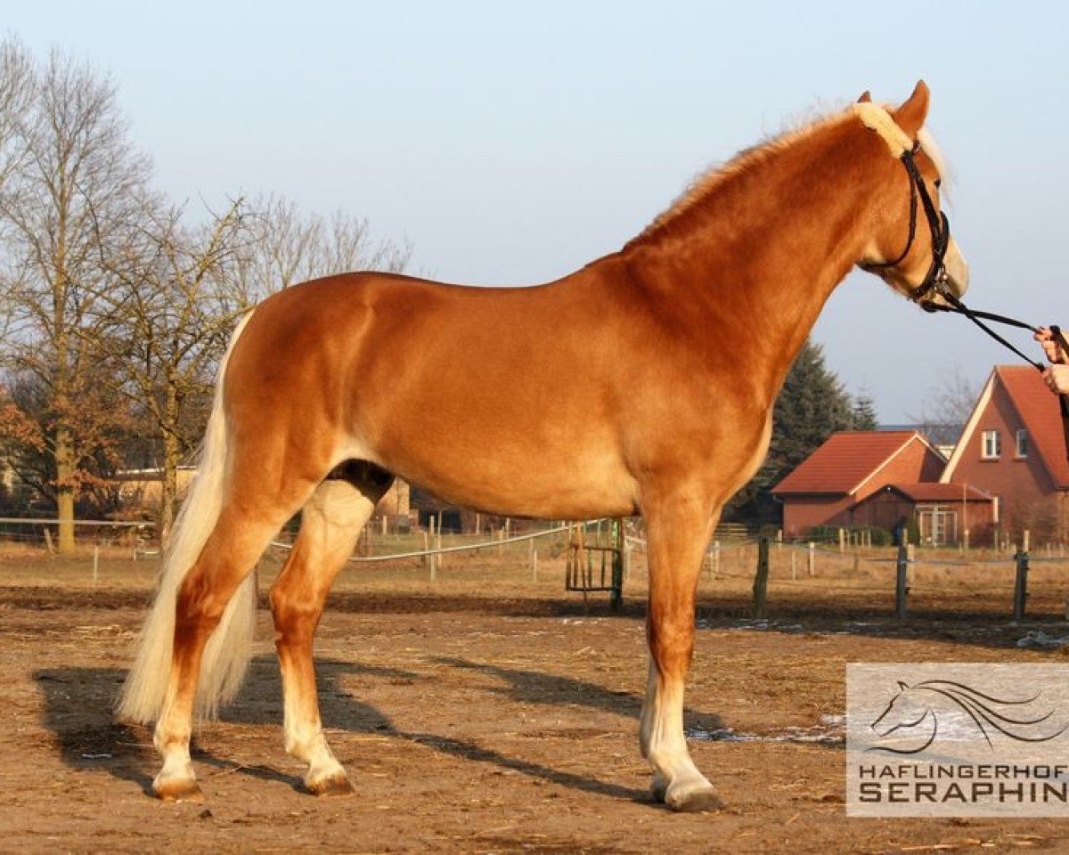 Stallion Neapel (Haflinger, 2014, from Nikora)