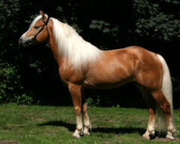 stallion Aaron (Haflinger, 2000, from Antinor)