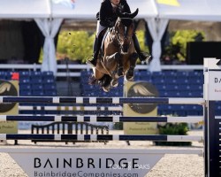 jumper Tiesto du Parsis Z (Zangersheide riding horse, 2013, from Thunder van de Zuuthoeve)