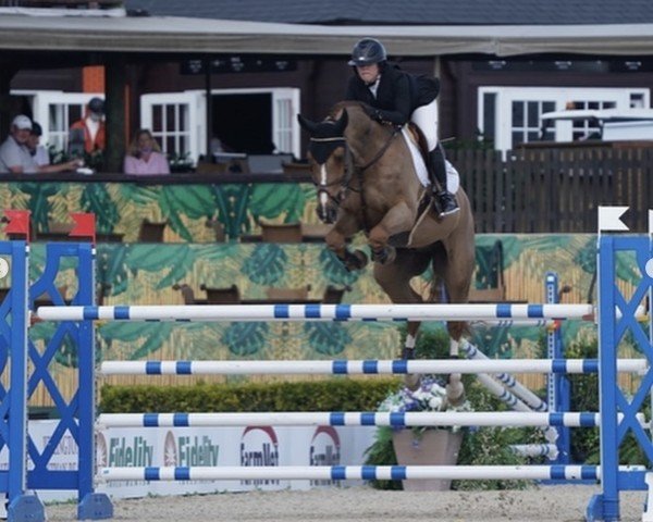 jumper Balermo (Oldenburg show jumper, 2004, from Baloubet du Rouet)