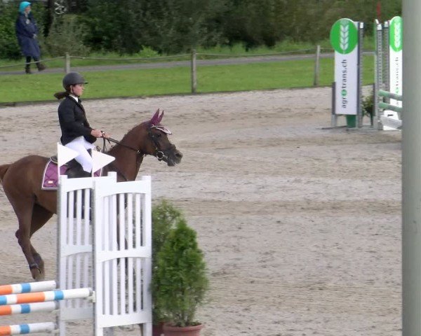 Reitturnier Gossau 2025