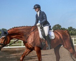 Cavallo da Dressage Highlight 118 (Hannoveriano, 2006, di Hochadel)