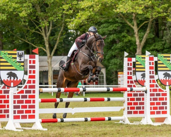 jumper Calista 50 (Holsteiner, 2012, from Canturat)