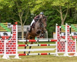 jumper Calista 50 (Holsteiner, 2012, from Canturat)