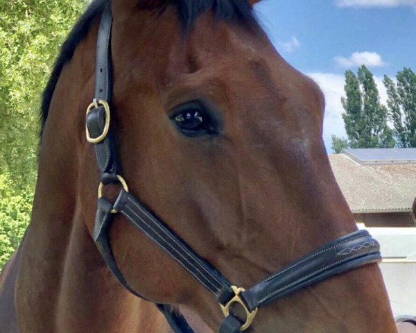 jumper Standley S (Hanoverian, 2006, from Satisfaction FRH)