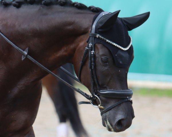 dressage horse Vivaldor 4 (Oldenburg, 2020, from Vivaldos)
