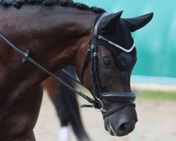 Cavallo da Dressage Vivaldor 4 (Oldenburger, 2020, di Vivaldos)