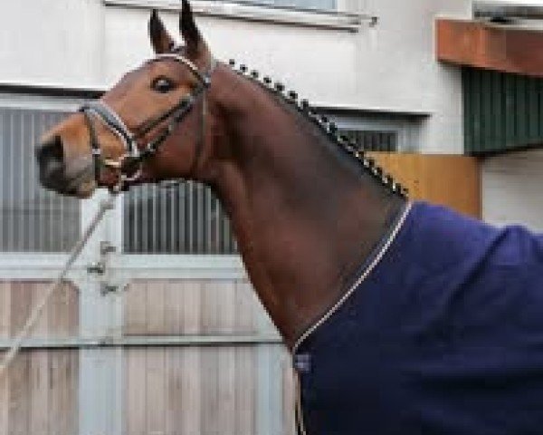 stallion Quinn van de Smockelaer P-Z (Zangersheide riding horse, 2018, from Querlybet Hero)