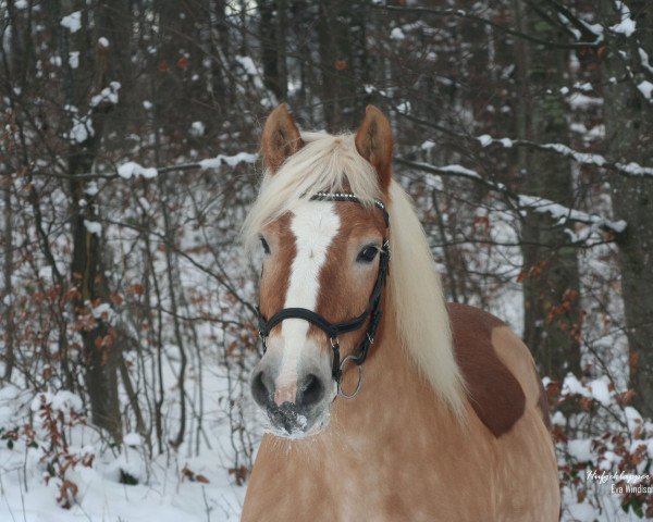Dressurpferd Mädi 19 (Haflinger, 2008, von Sternwind)