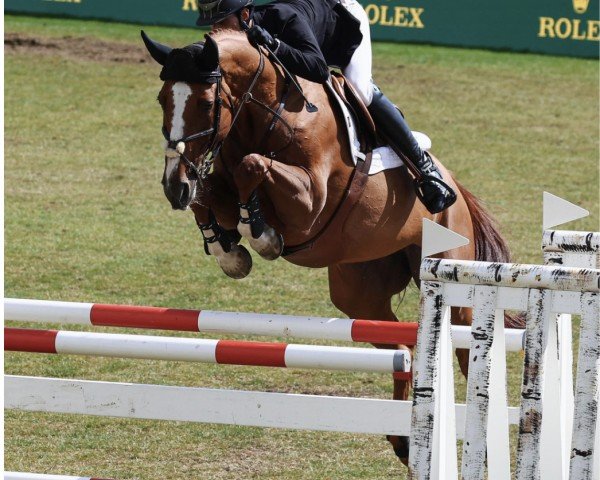 jumper Dancing Queen (Oldenburg show jumper, 2015, from Darshan)