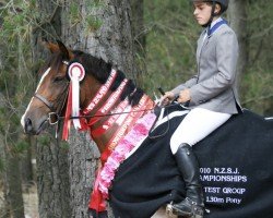 jumper Showtym Viking (New Zealand Warmblood, 2004, from Salute the Stars)
