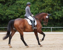 dressage horse Beau Boston Time (Rhinelander, 2012, from Boston)