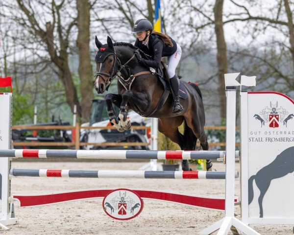 jumper Nelia 4 (Westphalian, 2018, from Nubalou W.Z.)