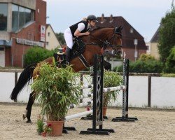 jumper Kaija 5 (Holsteiner, 2017, from Million Dollar)