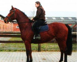 horse Cortina (Hanoverian, 2008, from Cardenio)
