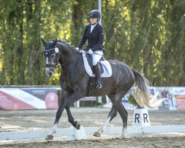 Cavallo da Dressage Dias Dancing Snowman (Westfale, 2020, di Diacontinus)