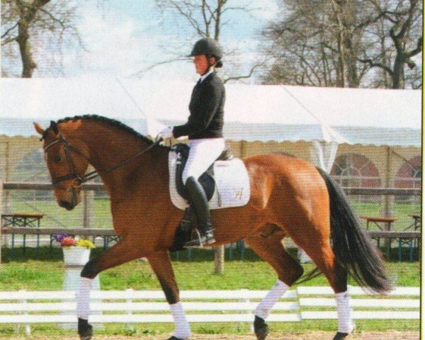 Dressage horse Sonic Blue (Oldenburger, 2007, from Serano Gold)