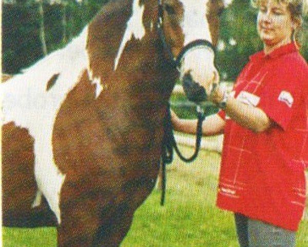 Pferd Gandhi (Lewitzer, 1997, von Greenhorn)