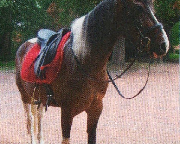 Pferd Ramira (Lewitzer, 1997, von Ramses ben Galdos ox)