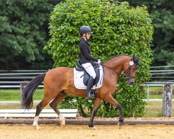 dressage horse FS Dreamer (German Riding Pony, 2020, from FS Don Juan de Luxe)