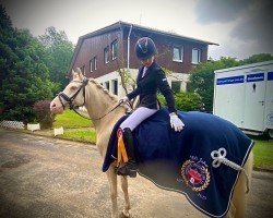 dressage horse Diamant CQ (German Riding Pony, 2019, from Dating AT NRW)