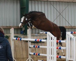 Cavallo Mabel Creek Lilly (Holsteiner, 2020, di Million Dollar)