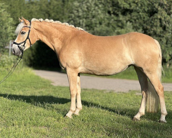 horse Alaska (Haflinger, 2020, from liz. 506/T Seewind)