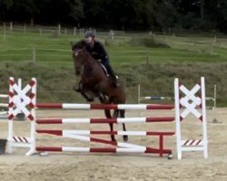 jumper Nespressa (German Sport Horse, 2017, from Numero Uno)