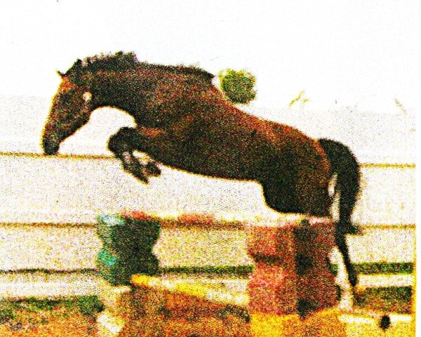 Zuchtstute Wendy (Hannoveraner, 1997, von Warkando K)