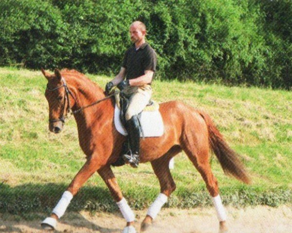 dressage horse Luzifer 108 (Rhinelander, 2010, from Luminatus)