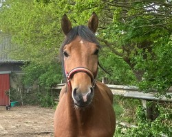 Cavallo United‘s Udo (Holsteiner, 2023, di United Way)