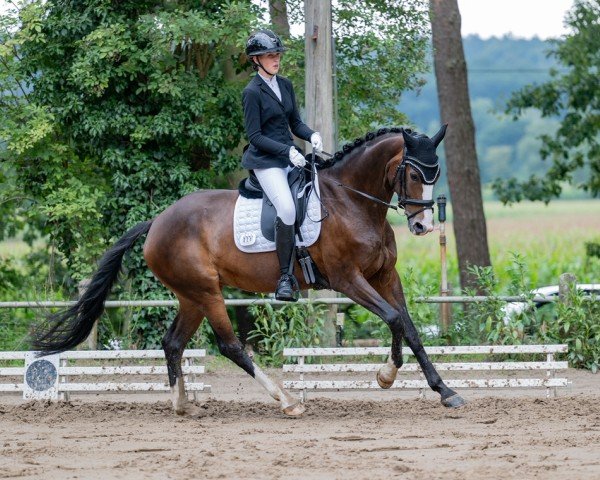 dressage horse Shania Soleil (Westphalian, 2019, from Sir Heinrich OLD)