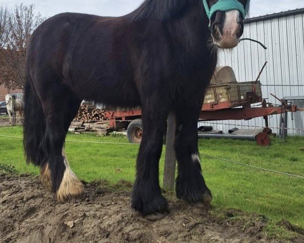 dressage horse Freddy (unknown, 2014)